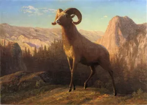 A Rocky Mountain Sheep, Ovis, Montana by Albert Bierstadt - Hand-Painted Oil Painting Reproduction